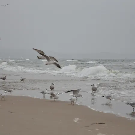 Barbara And Jastrzębia Góra